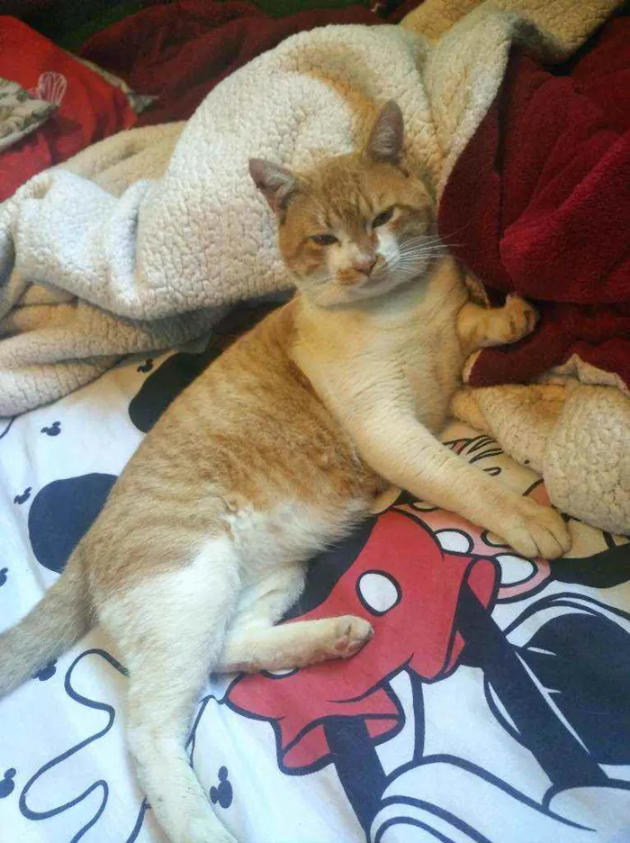 Gato raça Indefinida idade 6 ou mais anos nome Marcos 