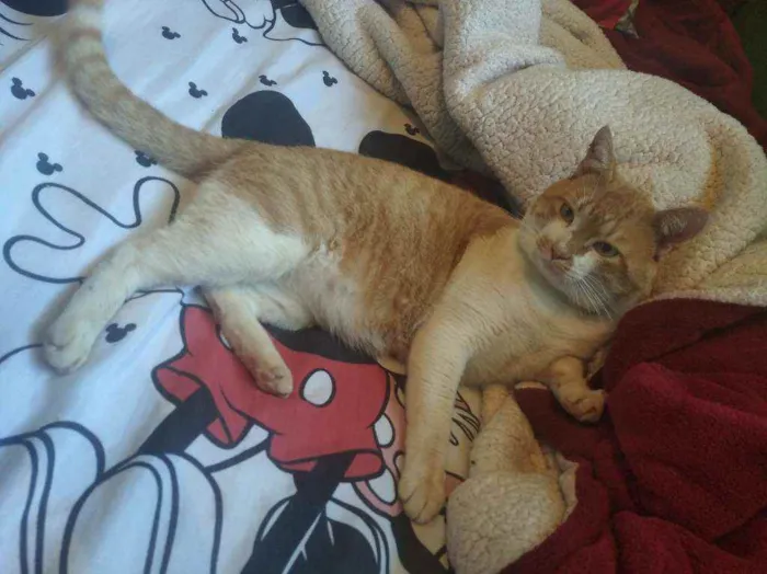 Gato raça Indefinida idade 6 ou mais anos nome Marcos 