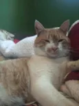 Marcos 