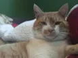 Marcos 
