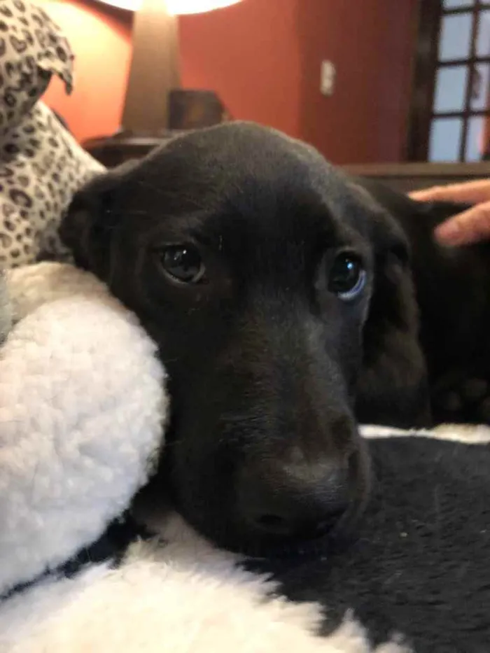 Cachorro raça SRD  idade 2 a 6 meses nome Sem nome