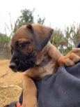 Cachorro raça SRD idade 2 a 6 meses nome Sem Nome