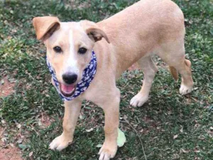 Cachorro raça SRD idade 2 a 6 meses nome Johann