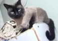 Gato raça Siamês  idade 1 ano nome Nick lindo 
