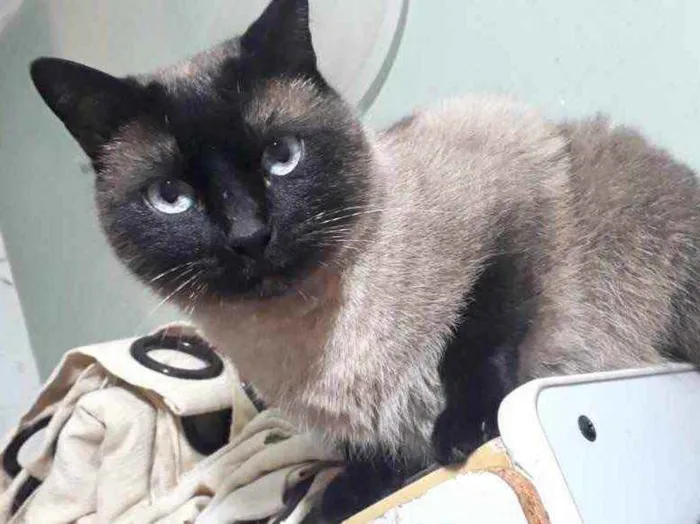 Gato raça Siamês  idade 1 ano nome Nick lindo 