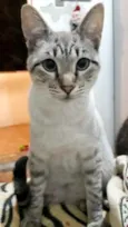 Biscoito bebê lindo 