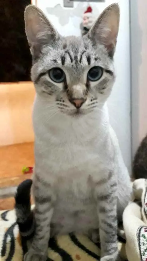 Gato raça Srd idade 2 a 6 meses nome Biscoito bebê lindo 