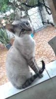 Biscoito bebê lindo 