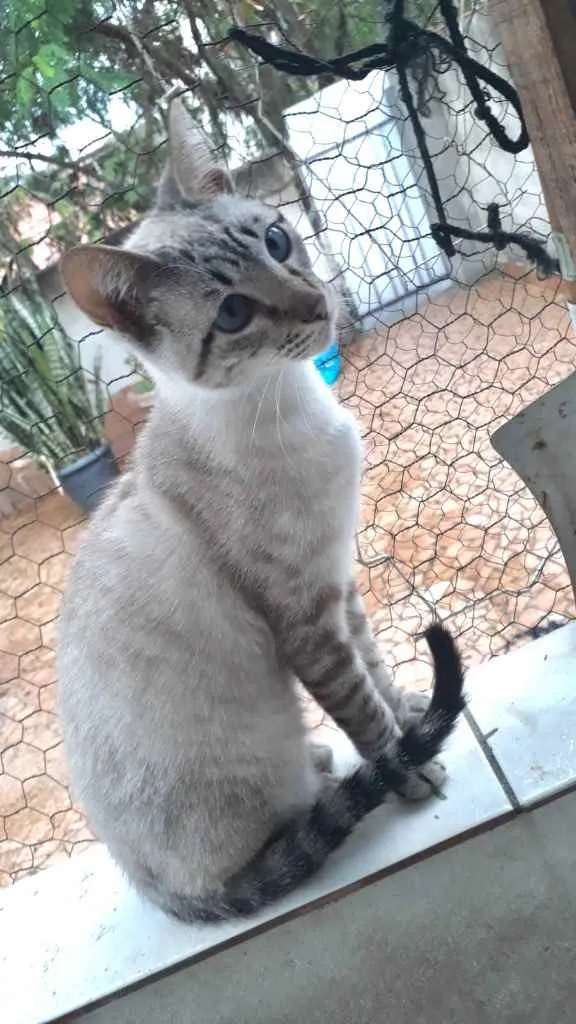 Gato raça Srd idade 2 a 6 meses nome Biscoito bebê lindo 