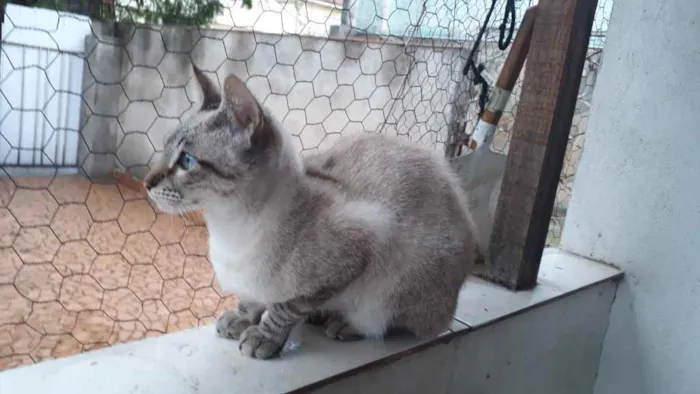 Gato raça Srd idade 2 a 6 meses nome Biscoito bebê lindo 