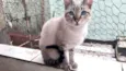 Biscoito bebê lindo 