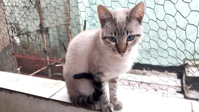 Gato raça Srd idade 2 a 6 meses nome Biscoito bebê lindo 
