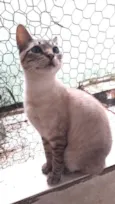 Biscoito bebê lindo 