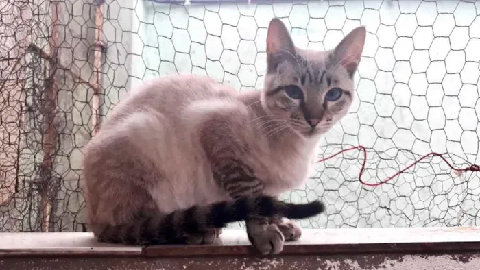 Gato raça Srd idade 2 a 6 meses nome Biscoito bebê lindo 