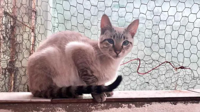 Gato raça Srd idade 2 a 6 meses nome Biscoito bebê lindo 