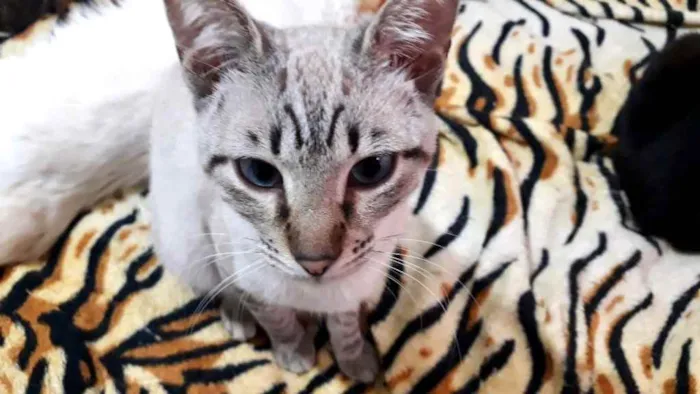 Gato raça Srd idade 2 a 6 meses nome Biscoito bebê lindo 