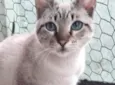 Biscoito bebê lindo 