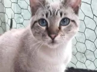 Gato raça Srd idade 2 a 6 meses nome Biscoito bebê lindo 
