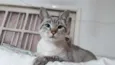 Biscoito bebê lindo 