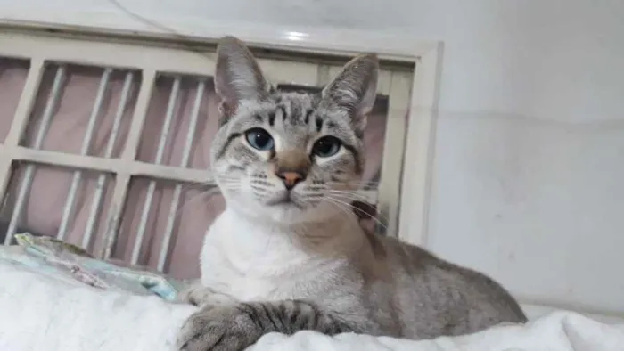 Gato raça Srd idade 2 a 6 meses nome Biscoito bebê lindo 