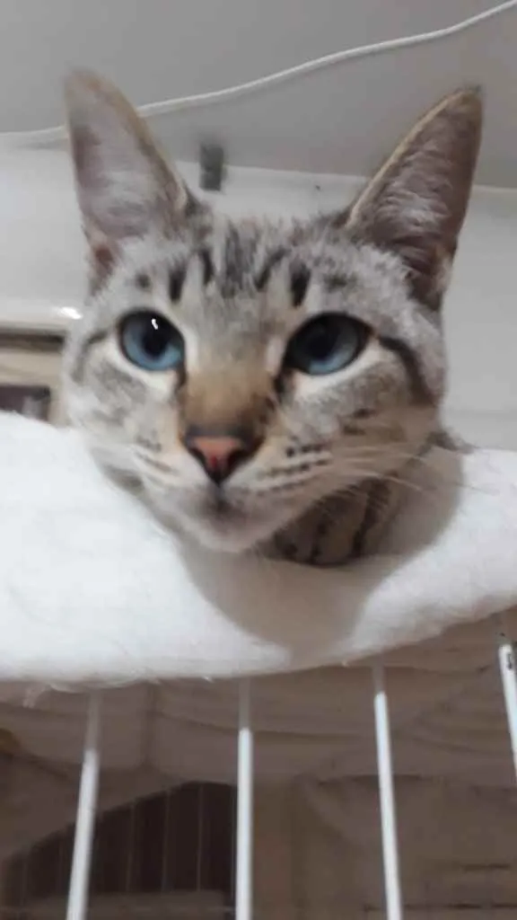 Gato raça Srd idade 2 a 6 meses nome Biscoito bebê lindo 