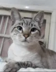 Biscoito bebê lindo 