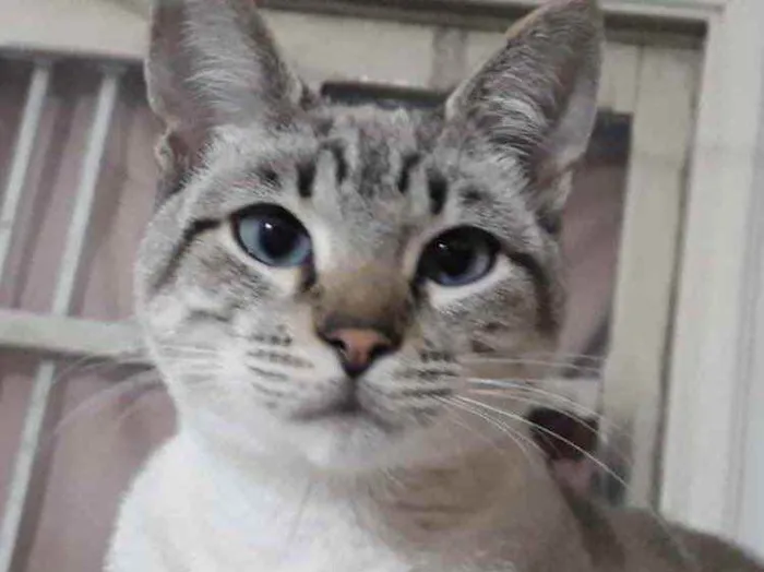 Gato raça Srd idade 2 a 6 meses nome Biscoito bebê lindo 