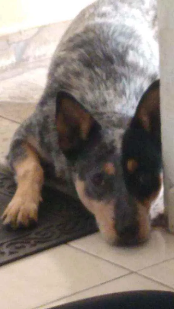 Cachorro ra a Mestiço Blue heeler idade 1 ano nome Pirata