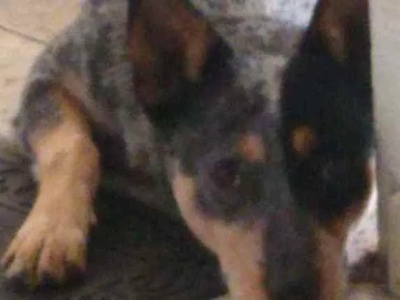 Cachorro ra a Mestiço Blue heeler idade 1 ano nome Pirata