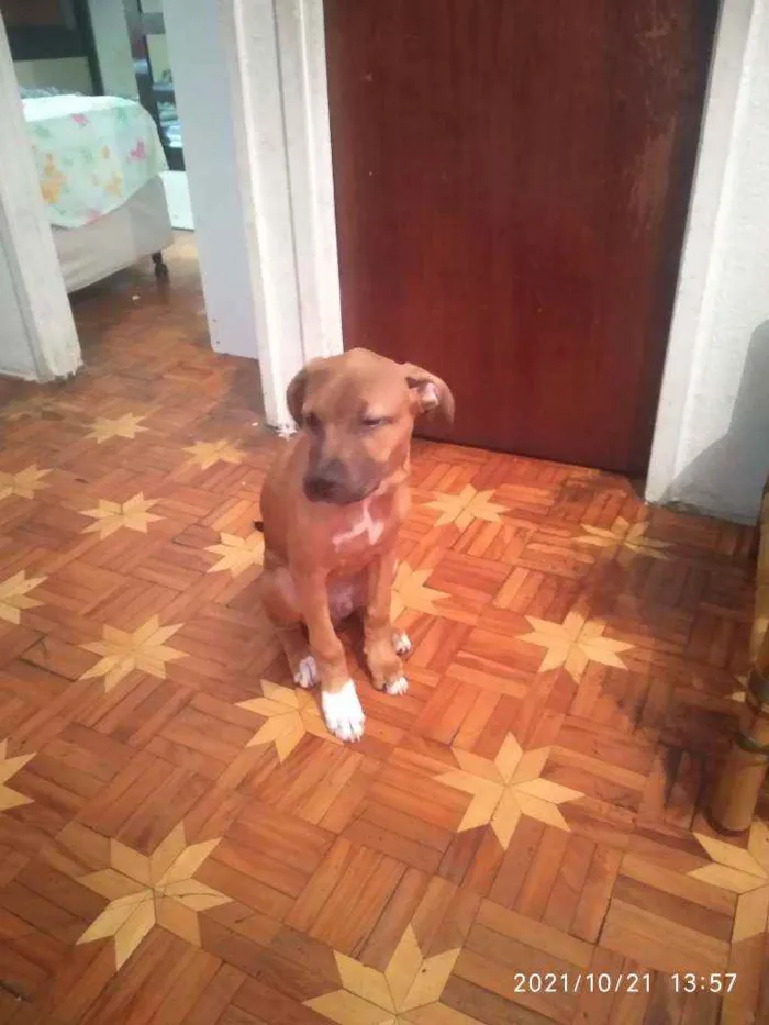 Cachorro ra a mesclado idade 2 a 6 meses nome max