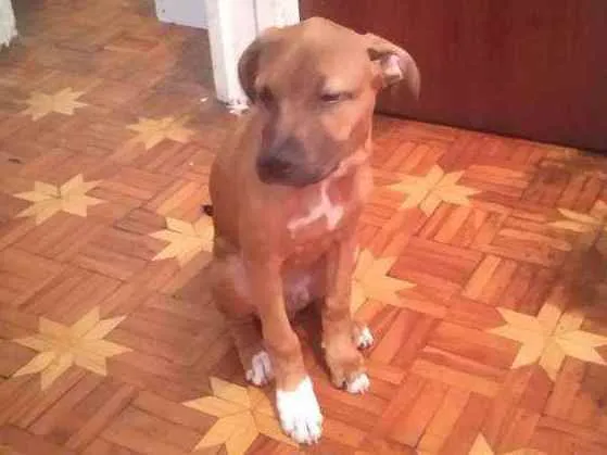 Cachorro ra a mesclado idade 2 a 6 meses nome max