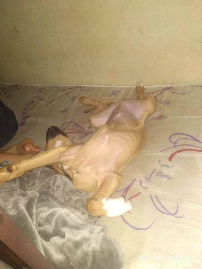 Cachorro ra a mesclado idade 2 a 6 meses nome max