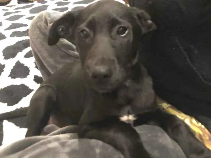 Cachorro raça SRD  idade 2 a 6 meses nome Sem nome