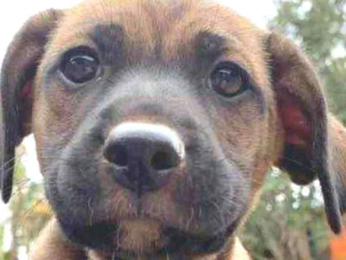 Cachorro raça SRD idade 2 a 6 meses nome Sem Nome