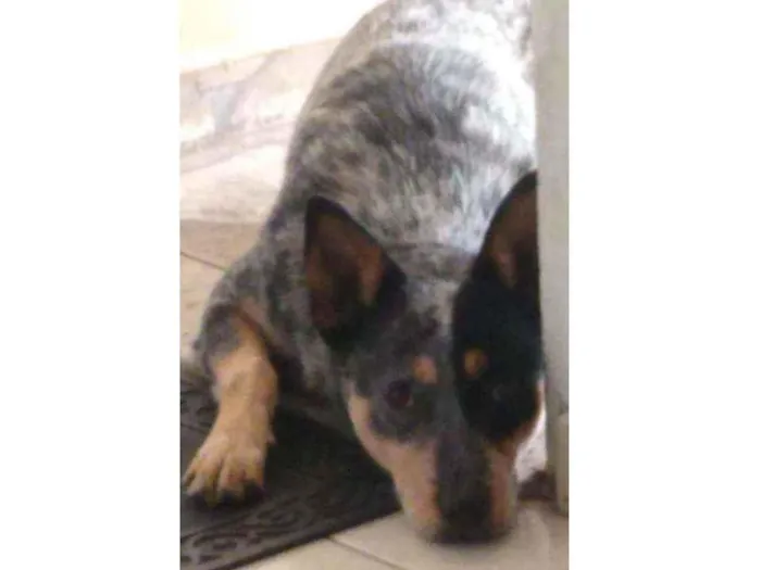 Cachorro ra a Mestiço Blue heeler idade 1 ano nome Pirata