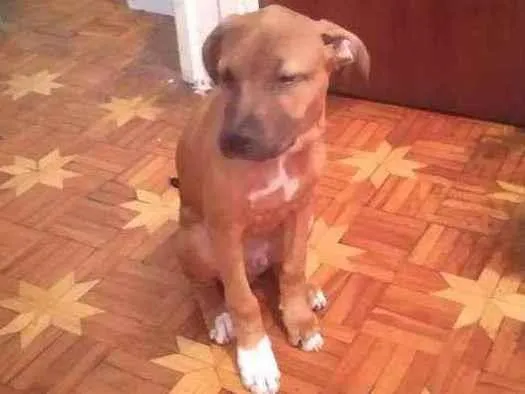 Cachorro ra a mesclado idade 2 a 6 meses nome max