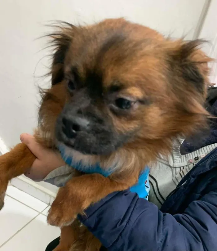 Cachorro raça SRD-ViraLata idade 3 anos nome DUKE