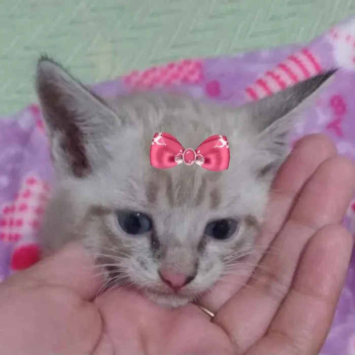 Gato ra a Mestiça  idade 2 a 6 meses nome Mina 