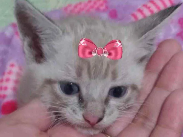Gato ra a Mestiça  idade 2 a 6 meses nome Mina 