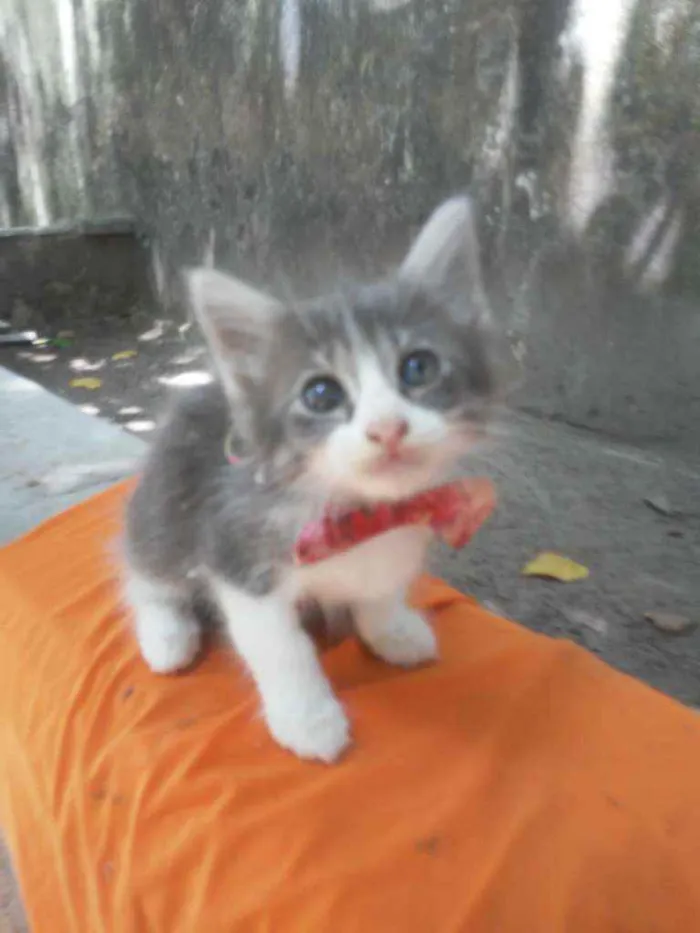 Gato ra a Siames idade 2 a 6 meses nome Fofura