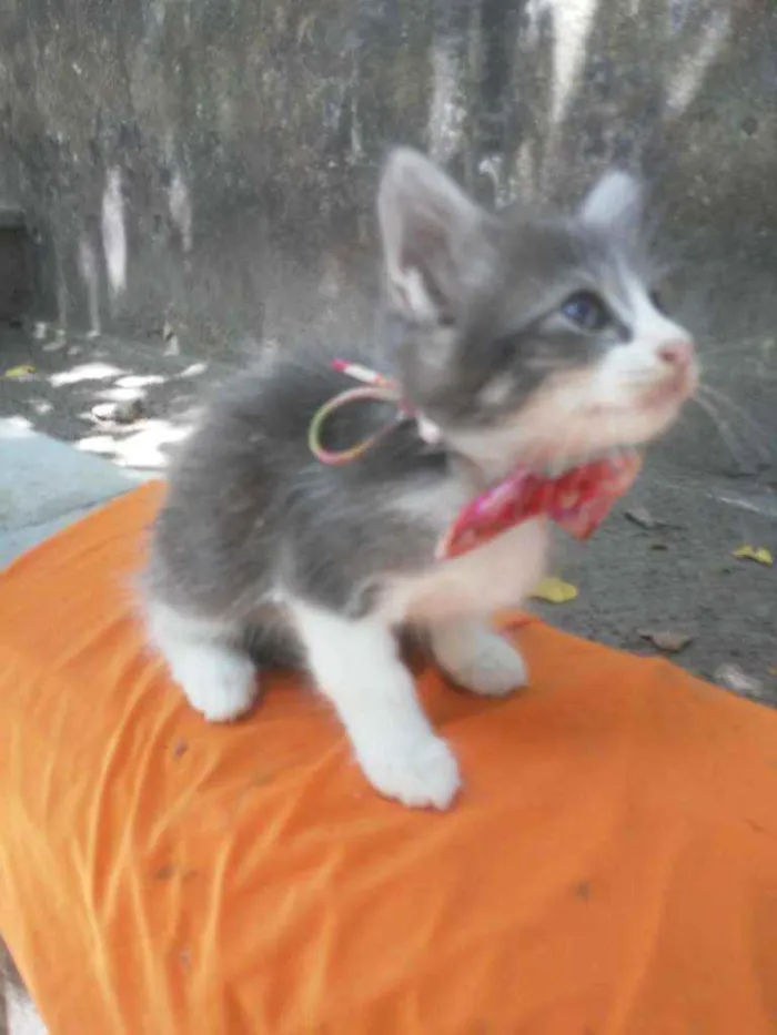 Gato ra a Siames idade 2 a 6 meses nome Fofura