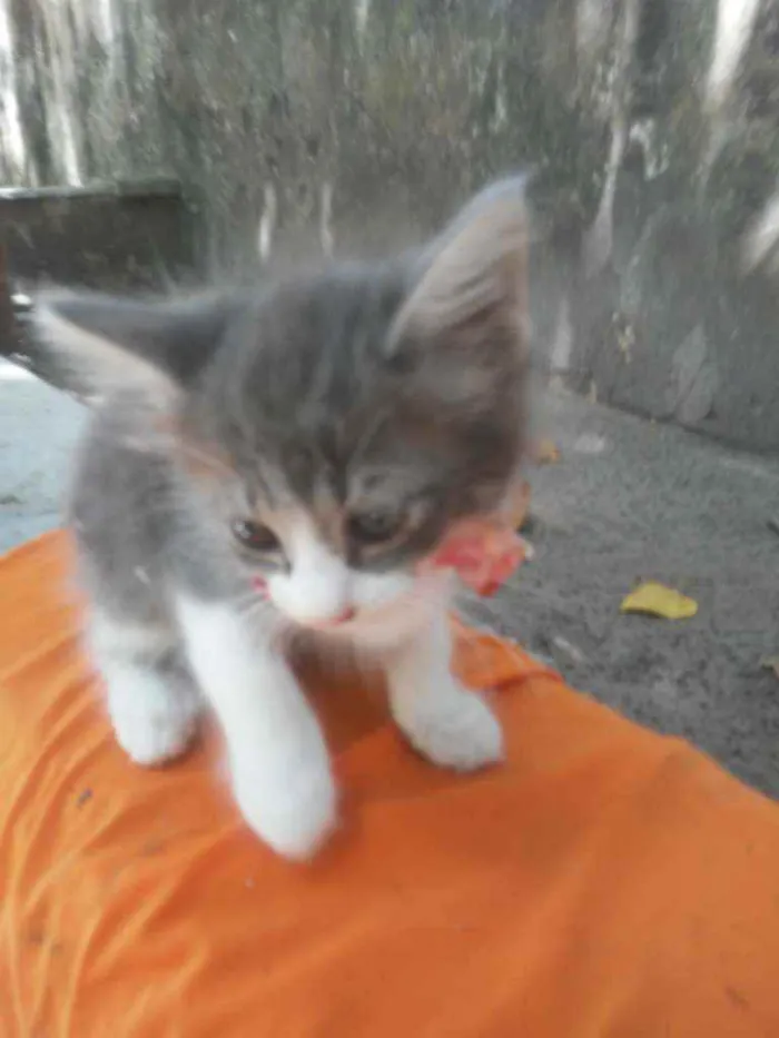 Gato ra a Siames idade 2 a 6 meses nome Fofura