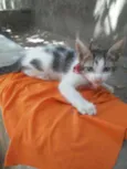 Pom pom