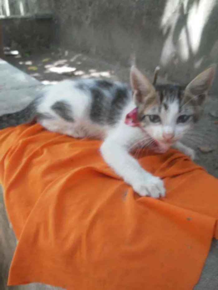 Gato ra a Diferente idade 2 a 6 meses nome Pom pom