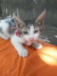 Pom pom