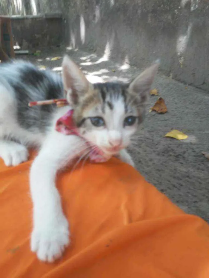Gato ra a Diferente idade 2 a 6 meses nome Pom pom