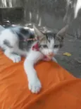 Pom pom