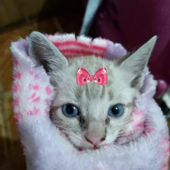 Gato ra a Mestiça  idade 2 a 6 meses nome Mina 