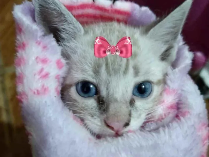 Gato ra a Mestiça  idade 2 a 6 meses nome Mina 