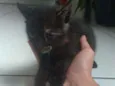 Gatos